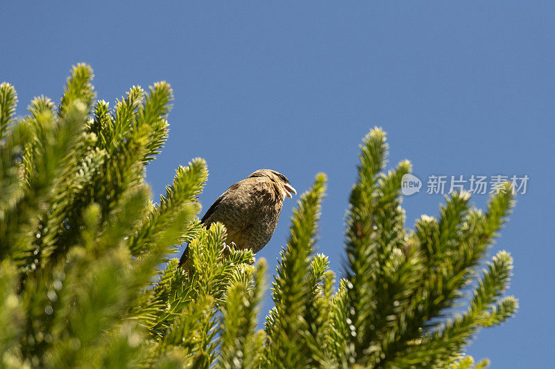 Chimango Caracara (Milvago ximango)